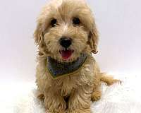 small-cream-miniature-goldendoodle