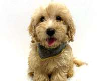 ckc-miniature-goldendoodle