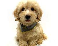 registered-miniature-goldendoodle