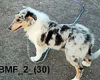 double-coated-rough-collie