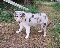 blue-merle-double-coated-puppy