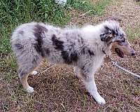 double-coated-female-rough-collie
