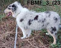 blue-merle-large-puppy