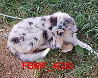 female-blue-merle-double-coated-rough-collie