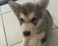 mixed-gray-long-haired-alaskan-malamute