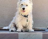 double-coated-west-highland-terrier-puppy
