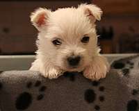 white-double-coated-puppy