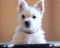 white-double-coated-west-highland-terrier
