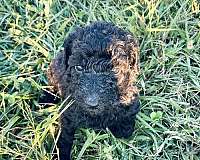 mixed-black-hypoallergenic-standard-poodle