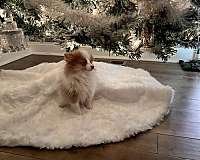 male-pomeranian-puppy