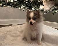 teacup-pomeranian