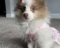 pomeranian