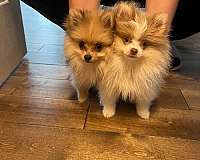 pomeranian-puppy-for-sale