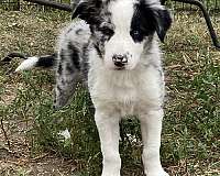 merle-male-border-collie-collie