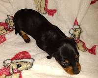 black-tan-dachshund