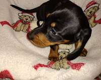 black-tan-wire-haired-puppy