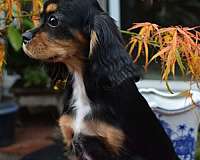 cavalier-king-charles-spaniel-dog-for-sale