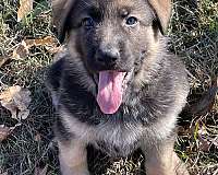 short-haired-german-shepherd