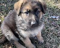 black-tan-german-shepherd