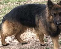 black-tan-short-haired-german-shepherd