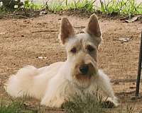 wire-haired-scottish-terrier-puppy