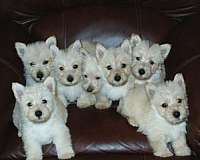 scottish-terrier-puppies-for-sale-near-me-puppy