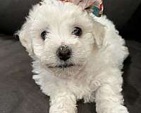 curly-haired-bichon-frise