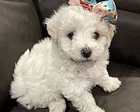 white-bichon-frise