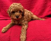 mixed-toy-poodle