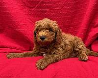toy-poodle-dog-for-sale