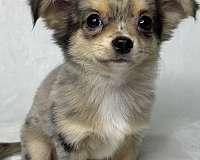 merle-long-haired-chihuahua