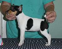 purebred-toy-fox-terrier