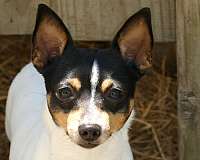 continue-training-socialization-toy-fox-terrier