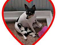 smooth-coated-toy-fox-terrier