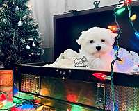maltese-puppy-for-sale