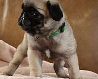 fawn-short-haired-pug