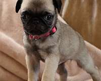 short-haired-mixed-pug