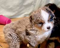 mini-australian-shepterrier-dog-for-sale