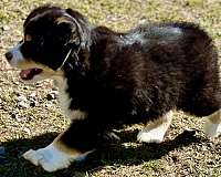 female-mini-australian-shepherd-dog