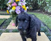 aussiedoodle