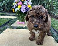 mixed-aussiedoodle-dog