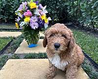 mixed-aussiedoodle