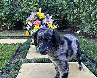 aussiedoodle-dog-for-sale