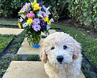 aussiedoodle-dog