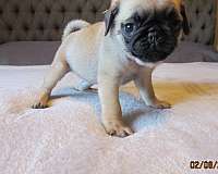 pug-puppy-for-sale