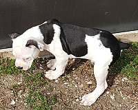 male-olde-english-bullpuppyge-puppy