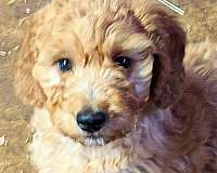 cream-curly-haired-dog