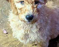 cream-curly-haired-goldendoodle