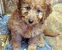 mixed-cream-curly-haired-goldendoodle