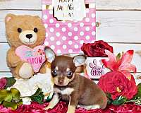chihuahua-puppy-for-sale